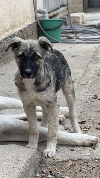 Отдам щенка в хорошие руки