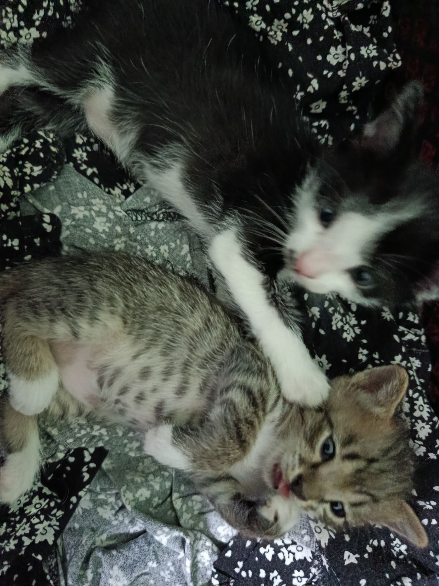Yangi tugʻilgan mushuklar yaxshi qoʻllarga beriladi tekinga yaxshi qoʻ