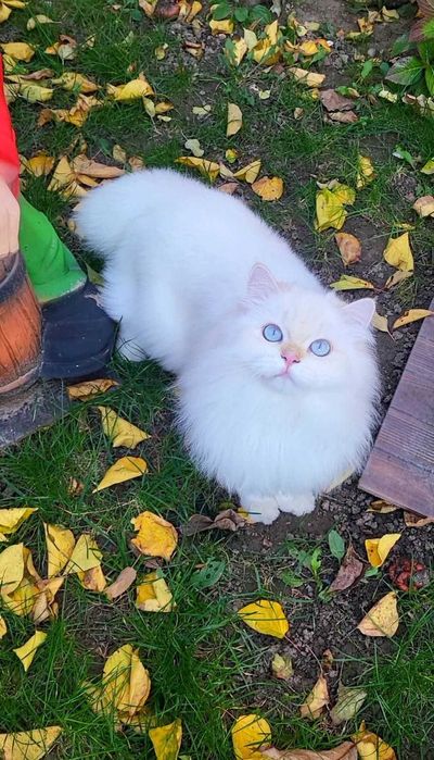 British Longhair baiat superb pedigree