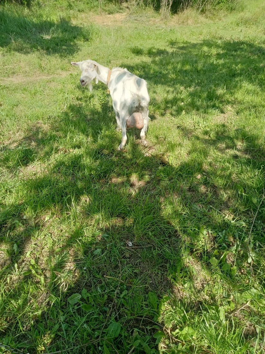 Se vinde ieduță sanem din capre bune de lapte.