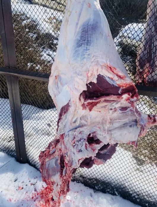 Тайынша құнажын говядина телка соғым жылқы қой конина баранина