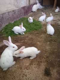 Кролик  белые свойи