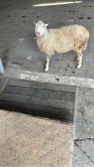 Продам Барана 20-23 кг