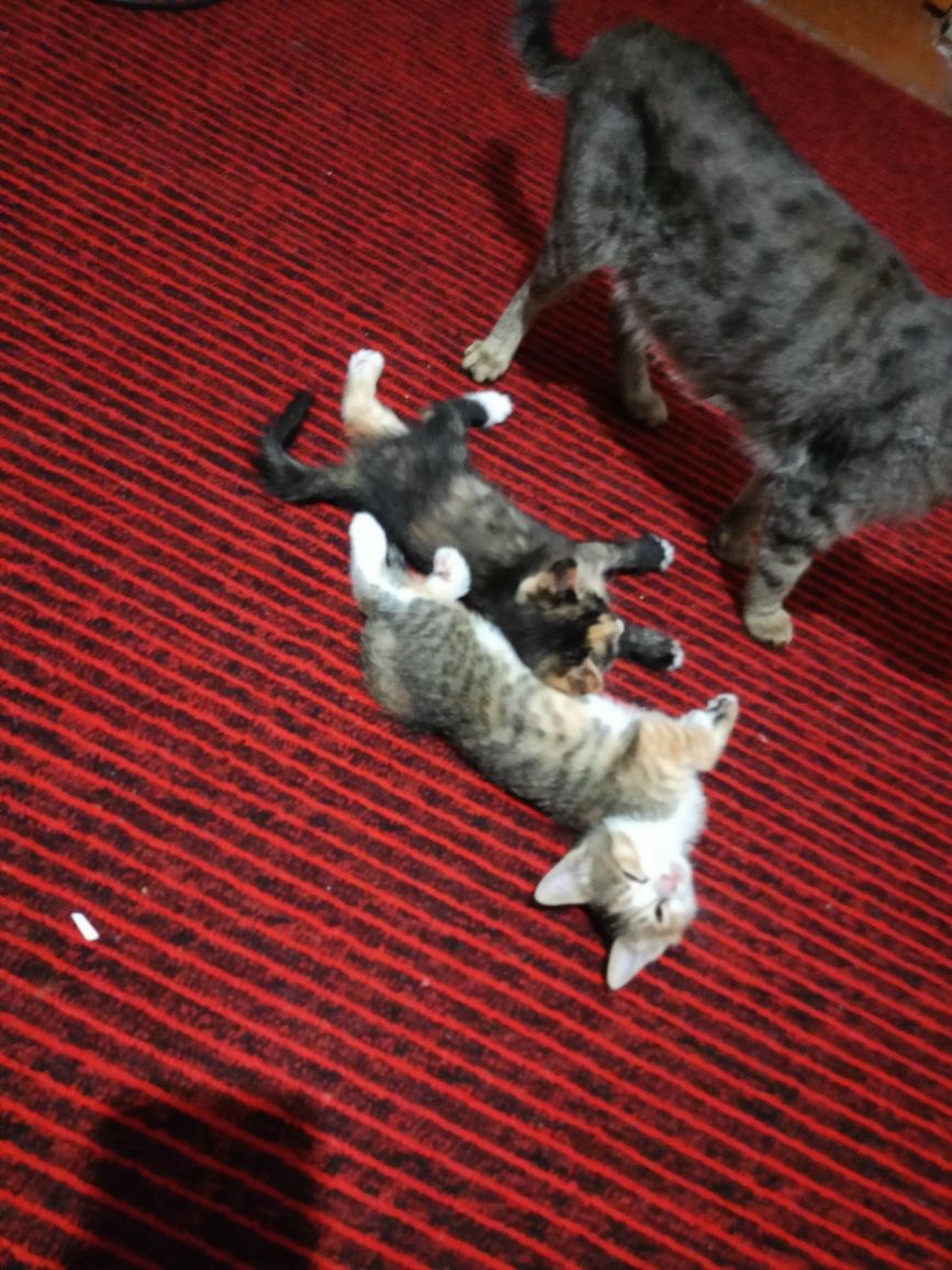 Отдам даром котят