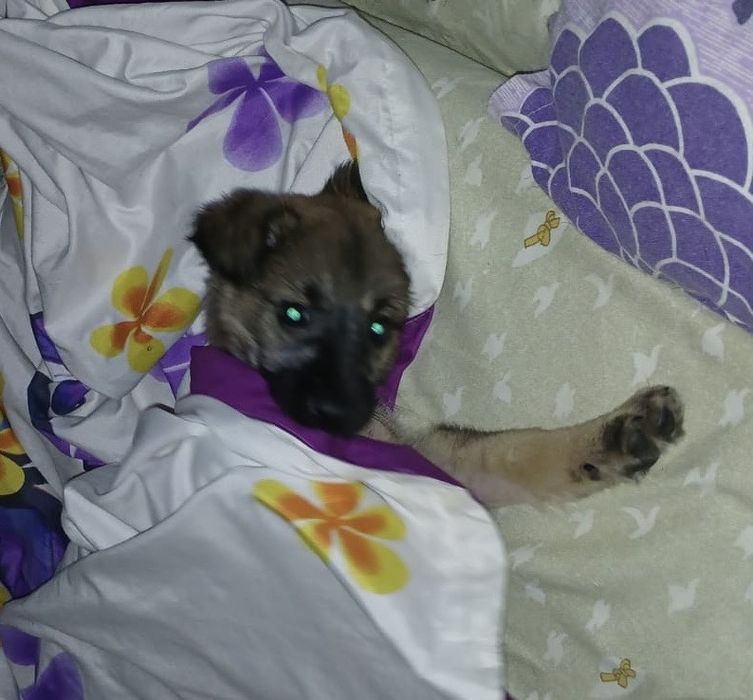 Urgent Catelusa Adoptie