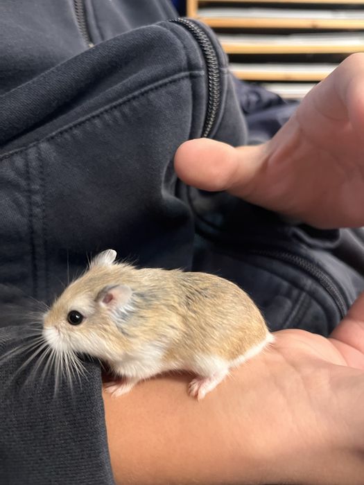 Продавам клетка за хамстери ,напълно оборудвана. Със пет мини хамстерч