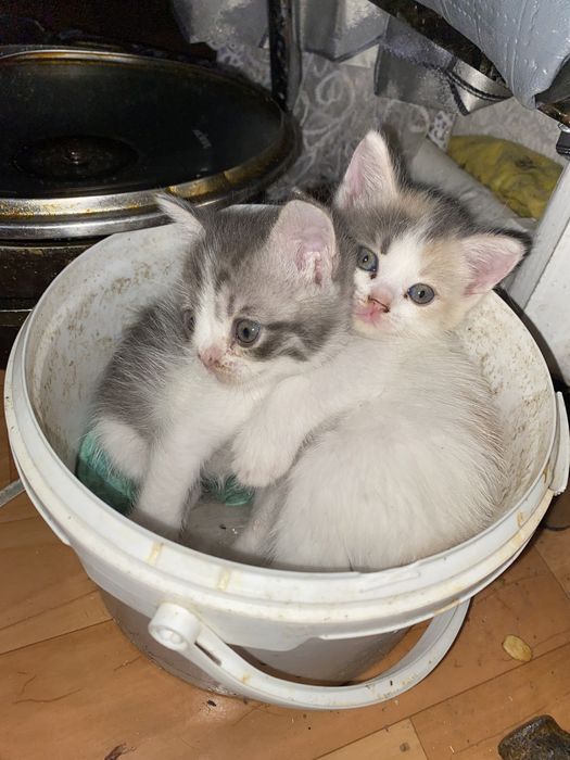 котята в добрые руки