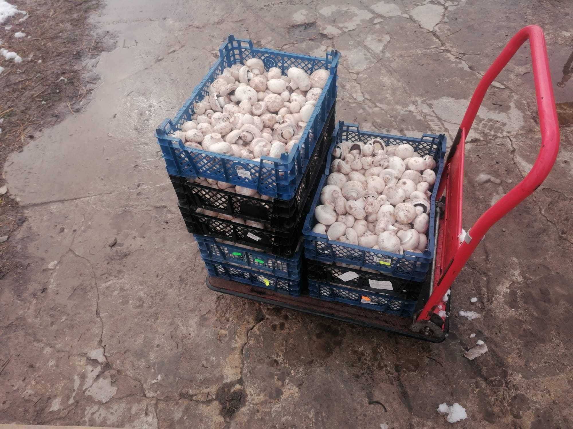 Producator roman vinde en gros si en detail ciuperci albe champignon