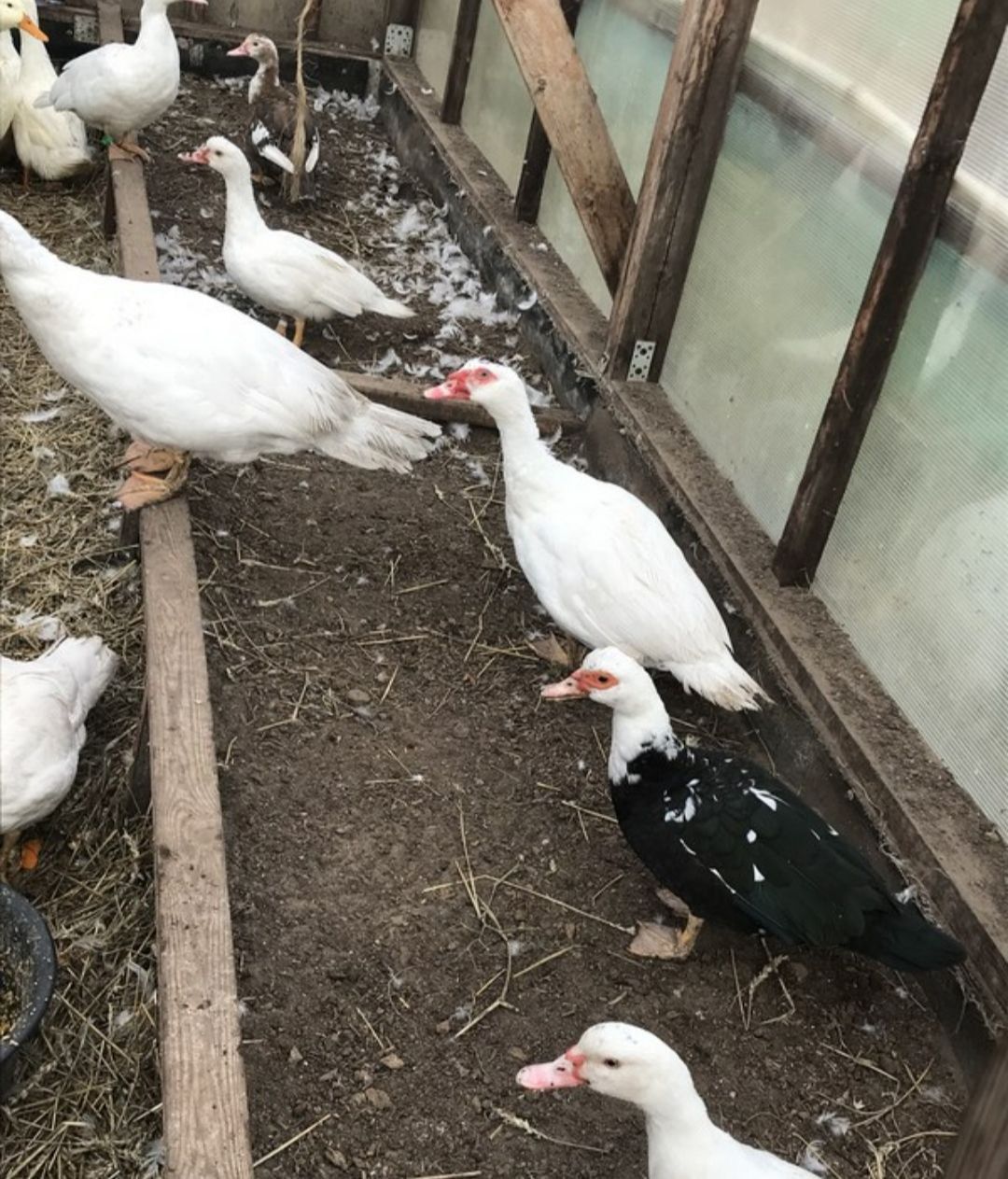 Tindutka tuhumlari uruğlantirilgan