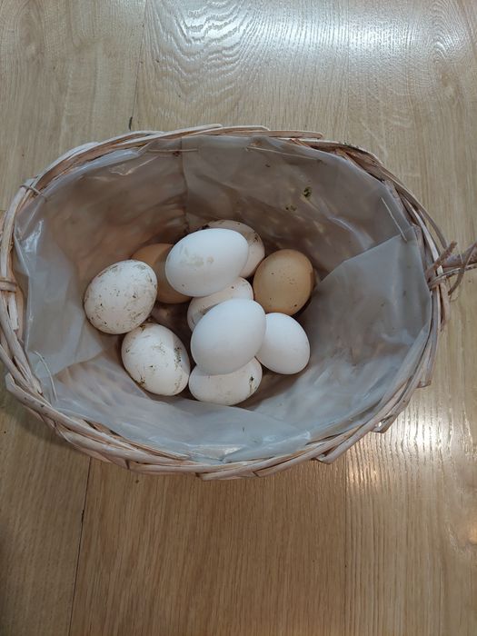 Яйца за люпене Легхорн бял