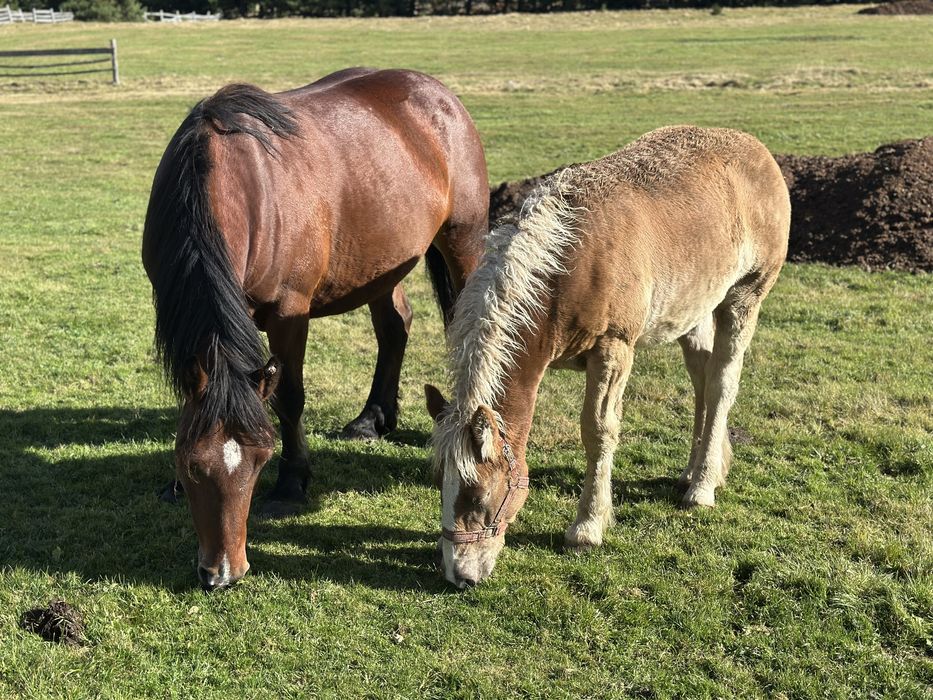 Iapa gestanta 4 ani si manza 7 luni