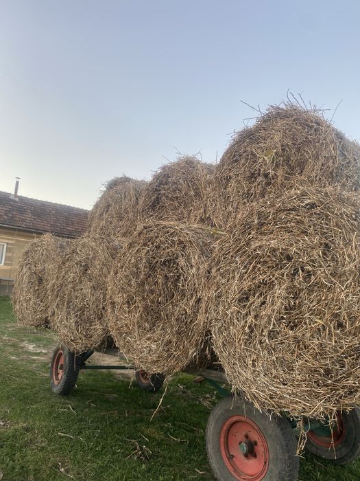 Vând baloți paie ovăz