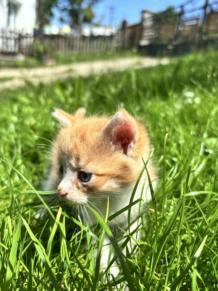 Donez 3 pisicuțe adorabile – disponibile la 6-7 săptămâni