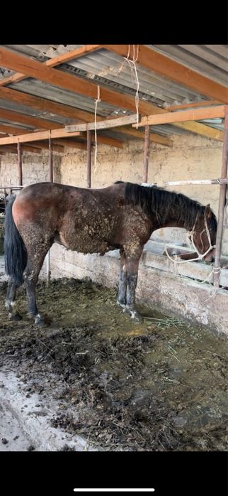 Согым семыз 3 ай байланган