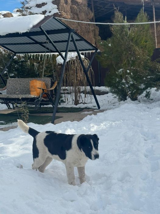 Алабай кушыктер.