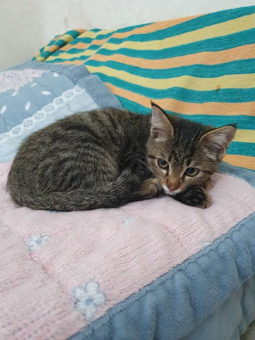 Котёнок отдам в хорошие руки