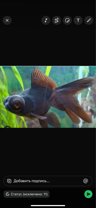 Продам телескопов золотых