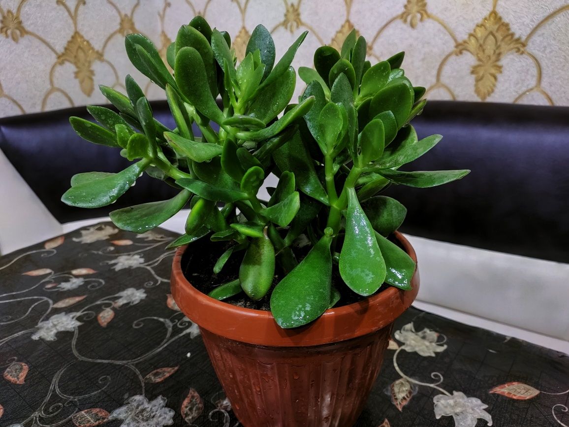 Комнатные растения, доставка