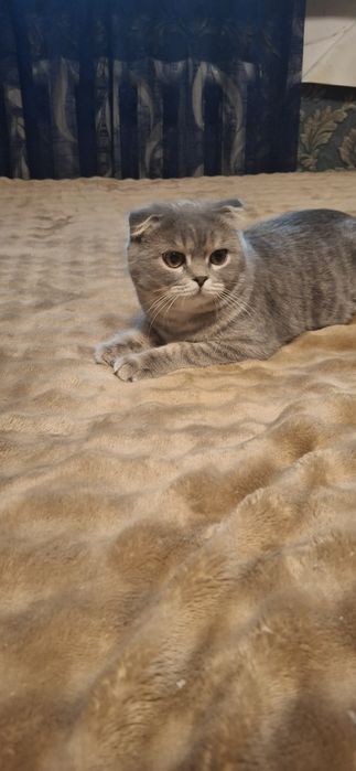 Продаётся шикарный котёнок шотландский вислоухий скоттиш фолд мальчик.