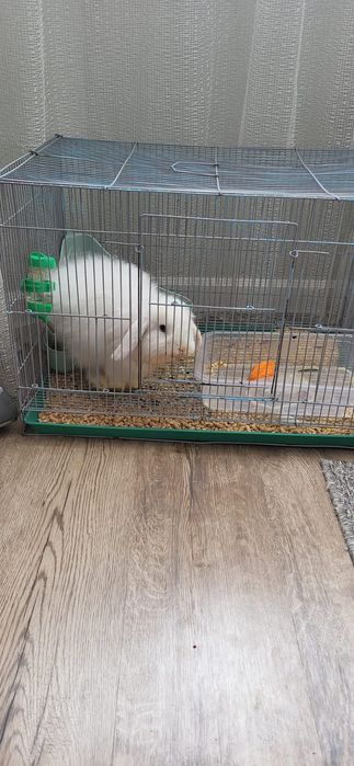 Декоративный кролик