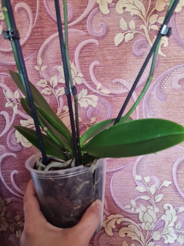 Продам орхидею Пират Пикоти Бабочка