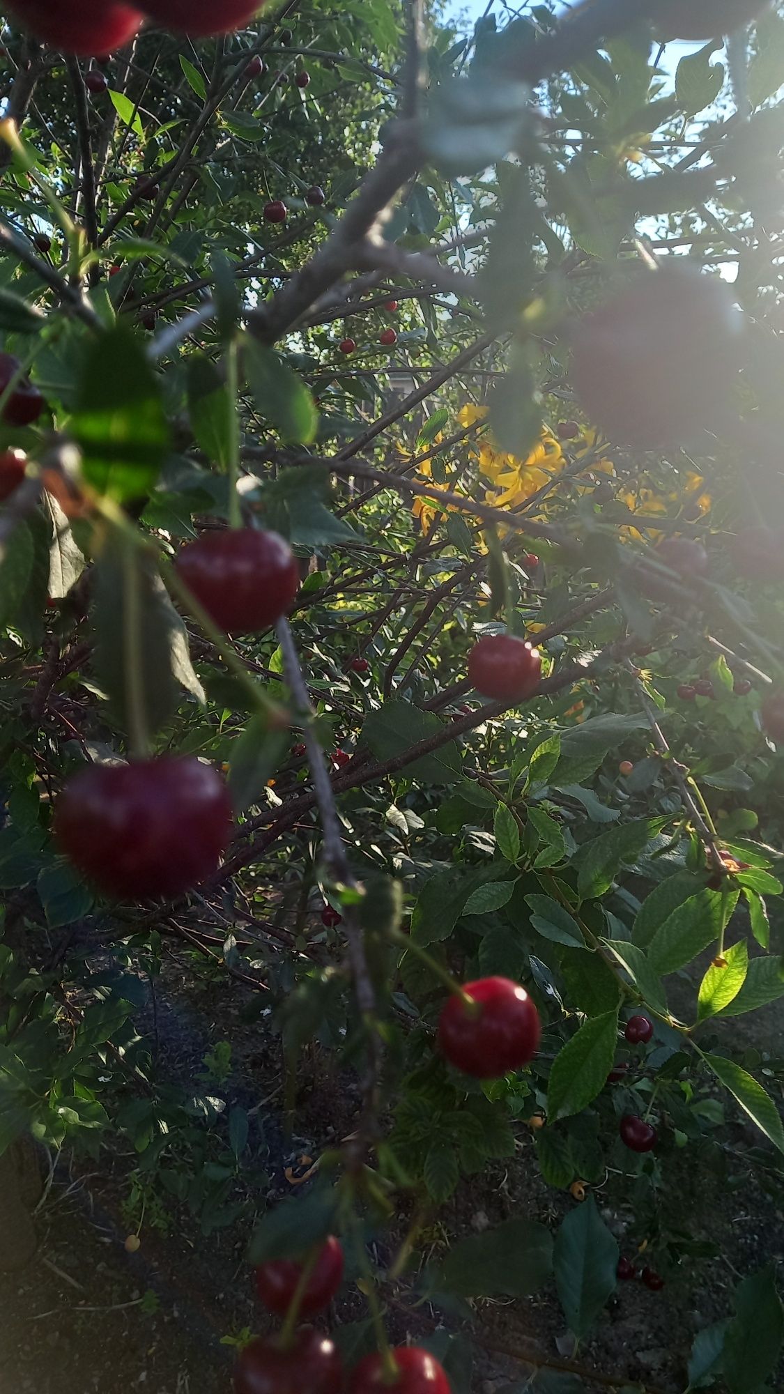 Продам вишню крупная