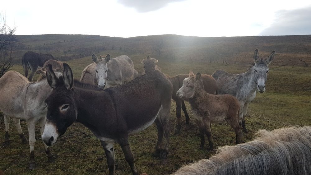 Schimb măgărițe cu pui cu diverse