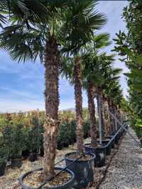 Palmierii rezistenți la îngheț 4/5m