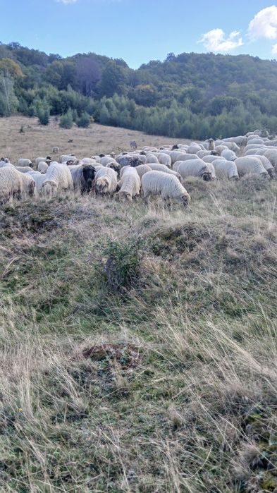 Vând oi bucalai cu toate tratamentele la zi