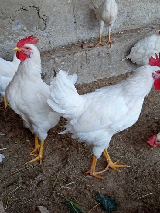 Продавам петли бял легхорн