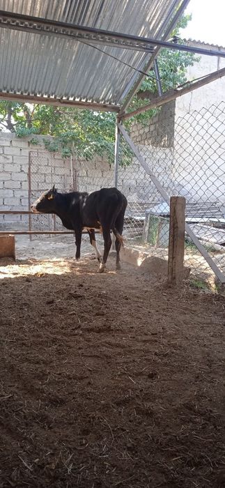 Buqa sotiladi soģlom