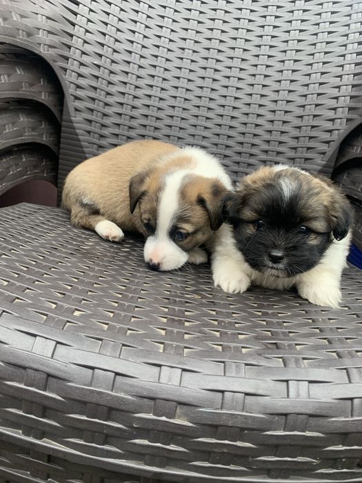 Donez câini iubitorilor de animale