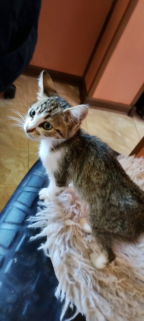 Мъжки котарак-Мъри