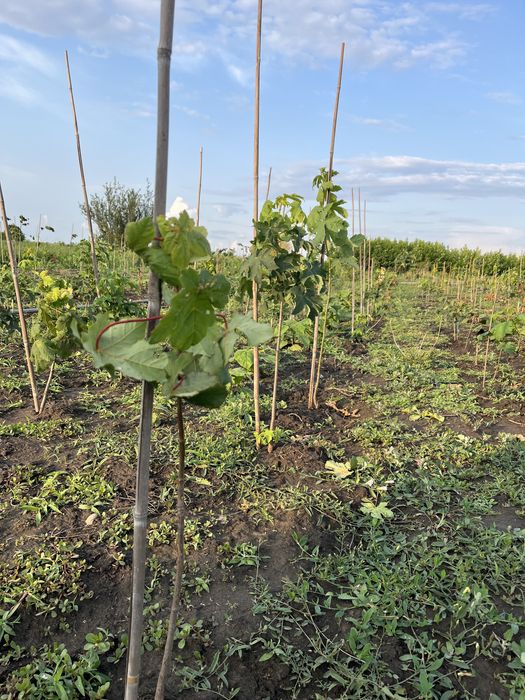 Vând puieți de ulm,salcâm,stejar,paulownia,tei,glădiță,mesteacăn,