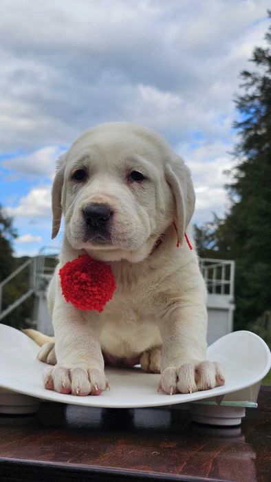 Ciobanesc de Asia Centrala femela