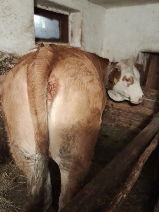 De vânzare juninca gestantă