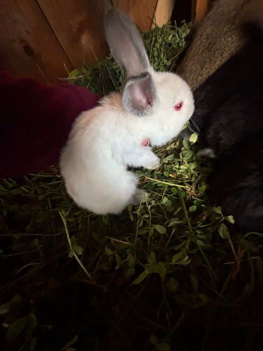 De vanzare 5 pui de iepuri