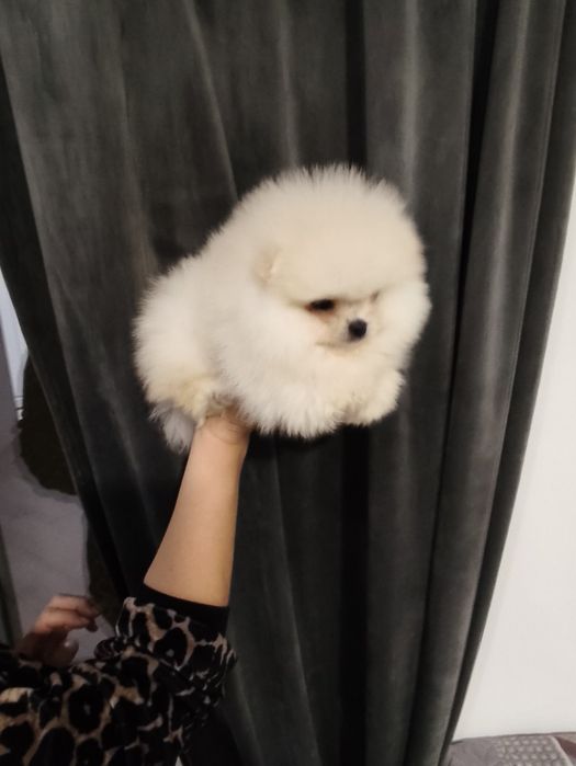 Мъжки померанчета