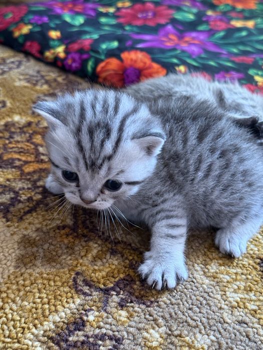Котята продаются
