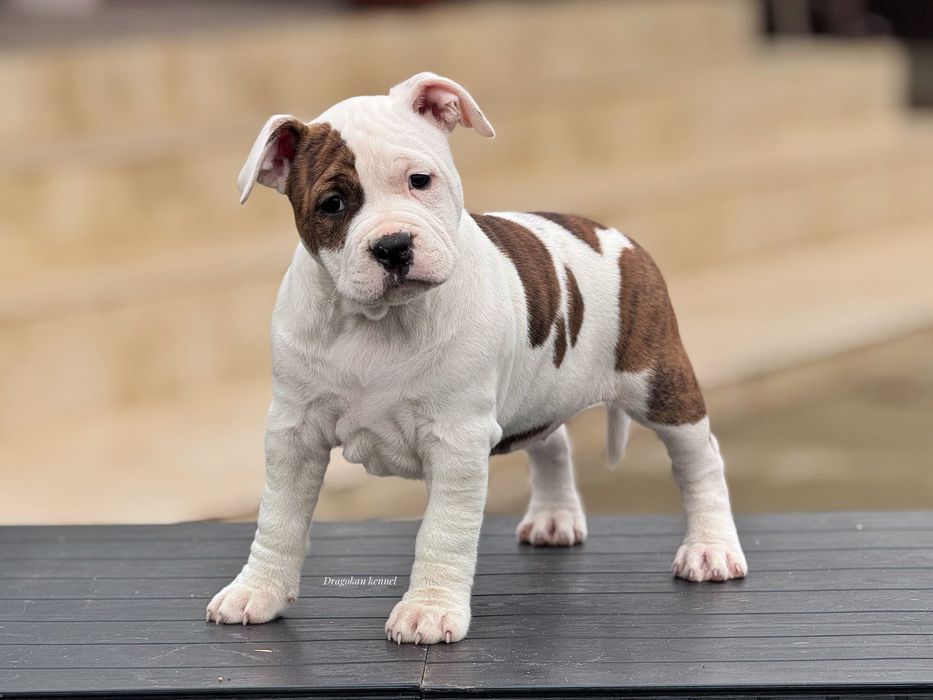 Amstaff rasă pură cu pedigree