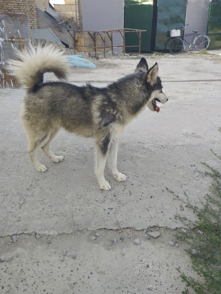 Xaski tez va arzon sotiladi kelishamiz