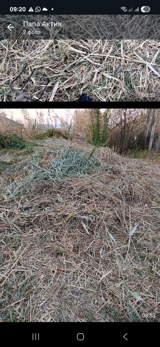 Бесплатно ,Трава, Шөп ,Камыши,қамыс аралас шөп