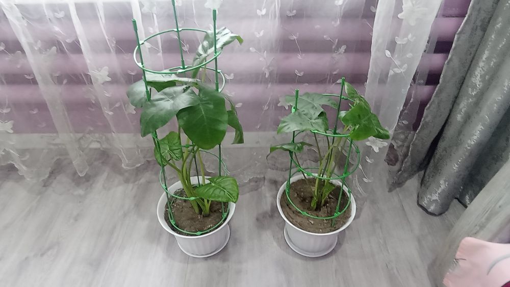 Алоказия Венти неприхотливое растение