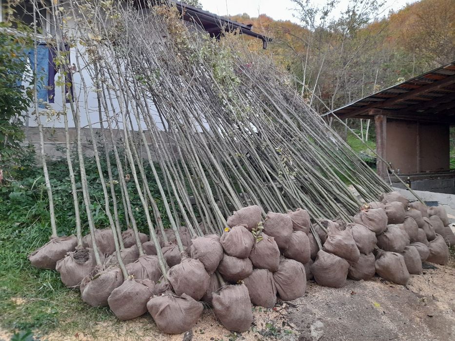 Vindem Tuia Leylandy Brazi Mesteacan Tei Platani Paltini etc