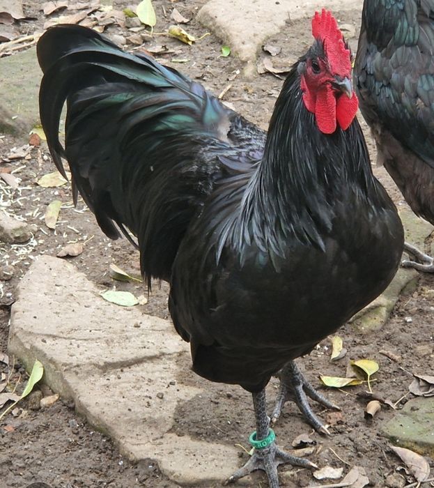 Cocoși Australop negru