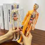 Corpul uman 3D Schelet și organe anatomie patologica, Copii