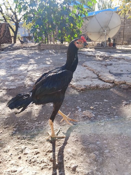 Продам цыплёнку Шолпан 5 месяцев будет крупный