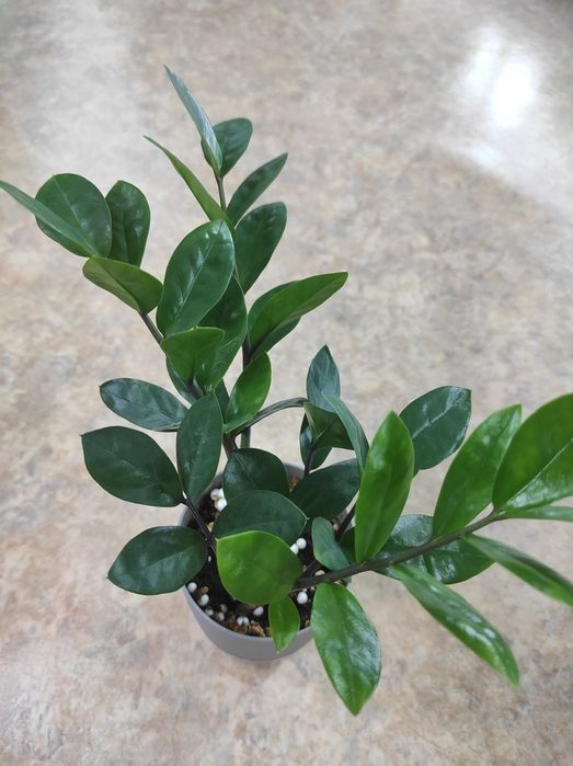 Замиокулькас — срезы, укоренённые листы, детки и взрослые кусты