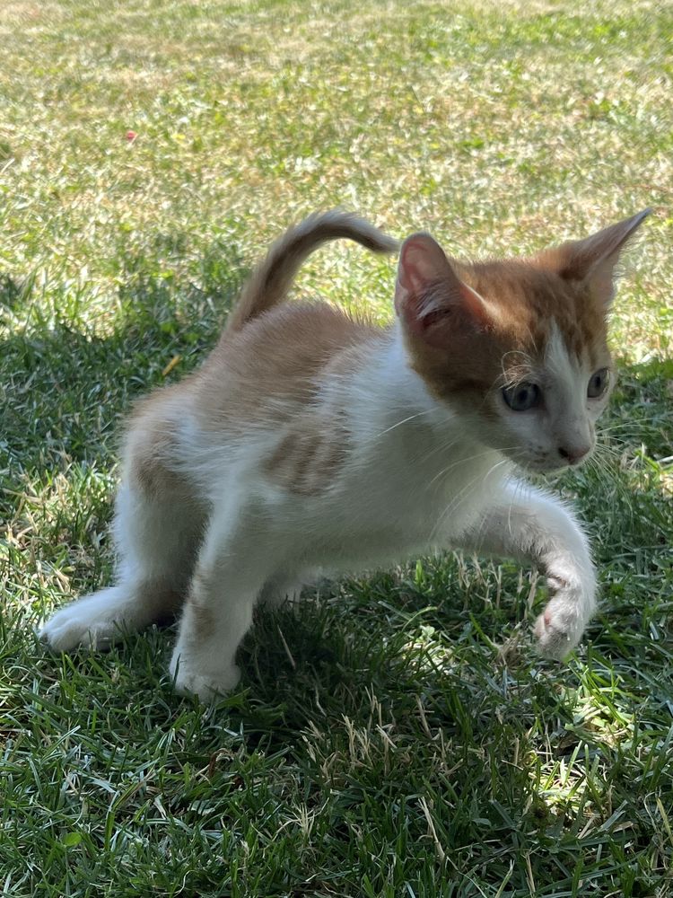 Adoptie pui pisica