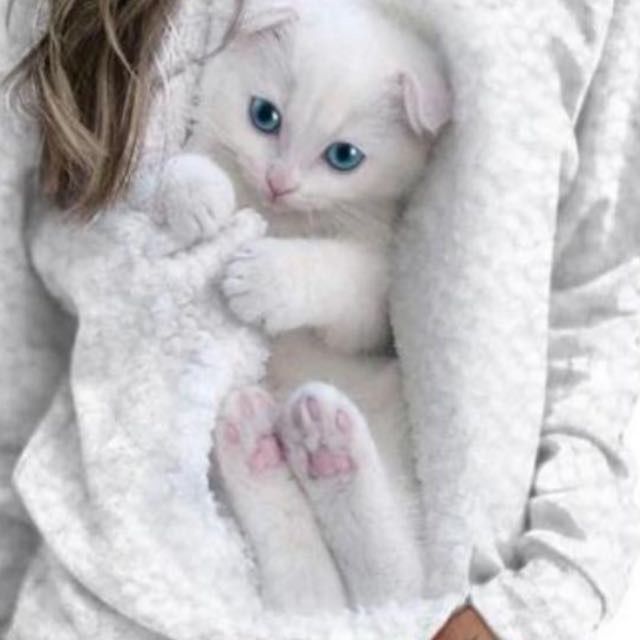Отдам в добрые руки котят и кошек.